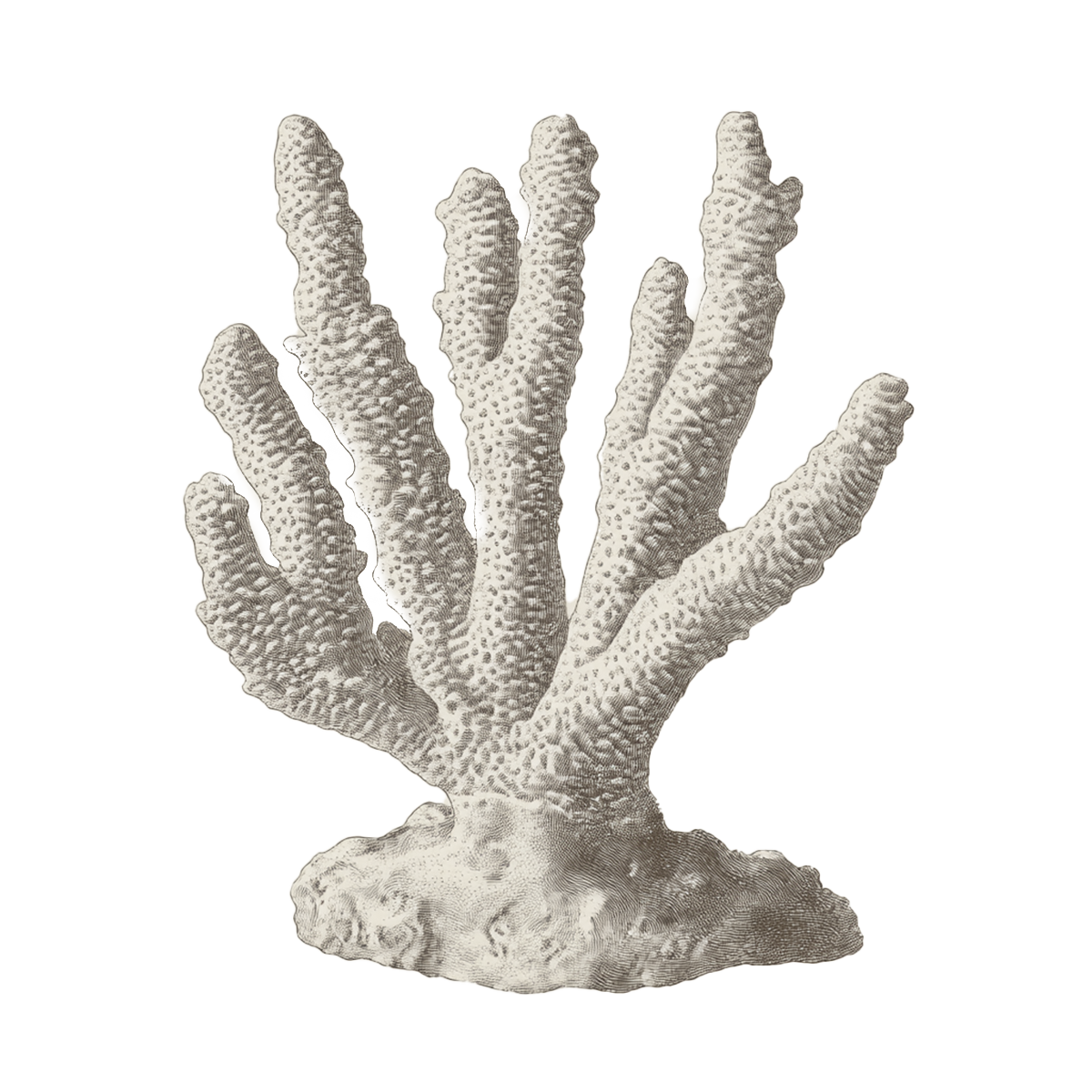 Coral Detail 2