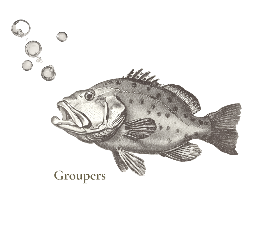 groupers