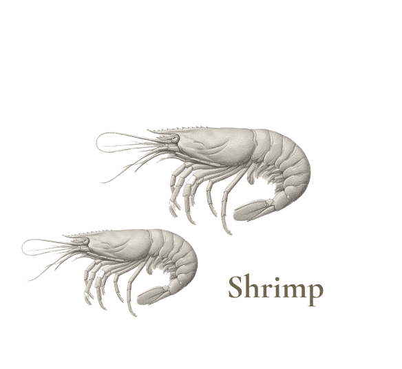 Shrimp