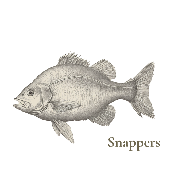 snappers